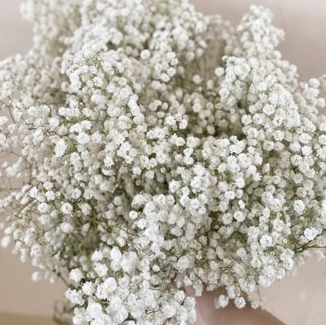 Beloved Baby's Breath Is Making a Comeback - Cascade Floral Wholesale